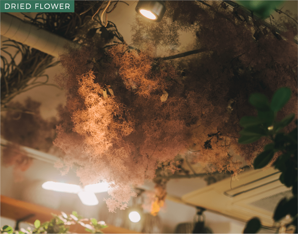 DRIED FLOWER
