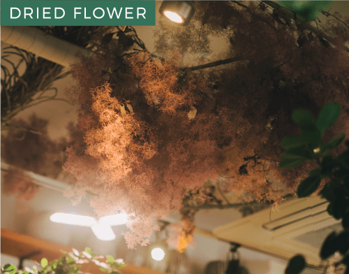 DRIED FLOWER